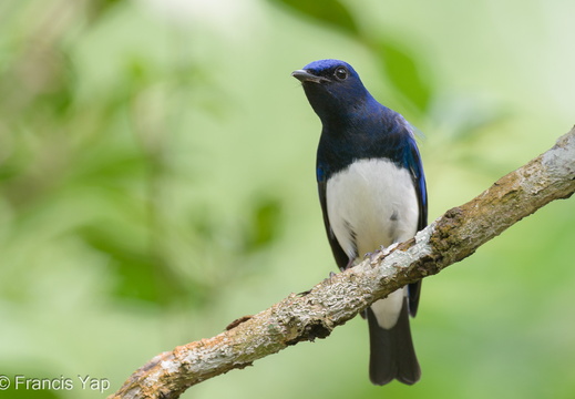Blue-and-white Flycatcher - display this album Blue-and-white Flycatcher