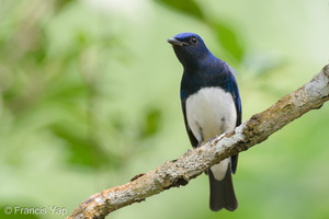 Blue-and-white Flycatcher-211205-130MSDCF-FRY08895-W.jpg