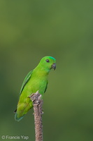 Blue-crowned Hanging Parrot-130322-105EOS1D-FY1X9135-W.jpg