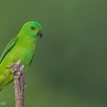 Blue-crowned_Hanging_Parrot-130322-105EOS1D-FY1X9232-W.jpg