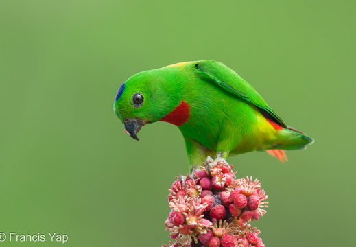 Blue-crowned Hanging Parrot - display this album Blue-crowned Hanging Parrot