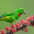 Blue-crowned_Hanging_Parrot-240409-223MSDCF-FYP03468-W.jpg