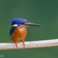 Blue-eared_Kingfisher-191013-100MSDCF-FYP07222-W.jpg