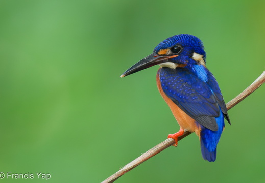 Blue-eared Kingfisher - display this album Blue-eared Kingfisher