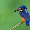 Blue-eared_Kingfisher-230613-206MSDCF-FYP07659-W.jpg