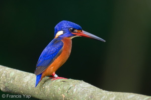 Blue-eared Kingfisher-260314-160FRYAP-FYA01701-W.jpg