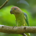 Blue-rumped_Parrot-140425-115EOS1D-FY1X9217-W.jpg