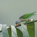 Blue-rumped_Parrot-180627-110ND500-FYP_0903-W.jpg