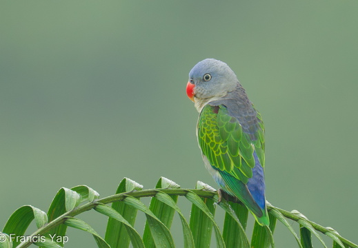Blue-rumped Parrot - display this album Blue-rumped Parrot