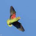 Blue-rumped_Parrot-251002-125FRYAP-FYA02355-W.jpg