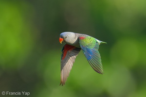 Blue-rumped Parrot-260429-186FRYAP-FYA04268-W.jpg