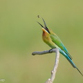 Blue-tailed_Bee-eater-210131-129MSDCF-FYP08305-W.jpg