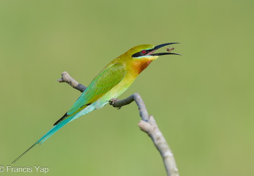 Blue-tailed Bee-Eater - display this album Blue-tailed Bee-Eater