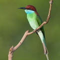 Blue-throated_Bee-eater-130317-105EOS1D-FY1X8498-W.jpg
