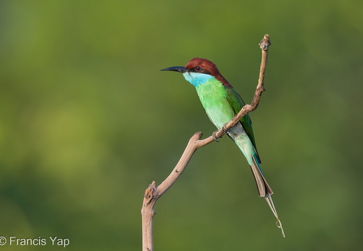Blue-throated Bee-eater - display this album Blue-throated Bee-eater