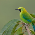 Blue-winged_Leafbird-130405-106EOS1D-FY1X3073-W.jpg