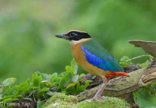 Singapore / Birds / Blue-winged Pitta - display this album Blue-winged Pitta