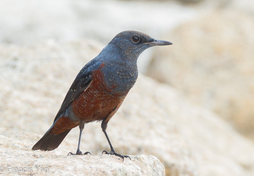 Blue Rock Thrush - display this album Blue Rock Thrush