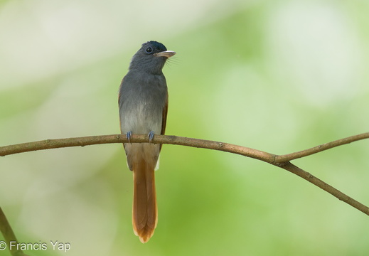 Blyth's Paradise Flycatcher - display this album Blyth's Paradise Flycatcher