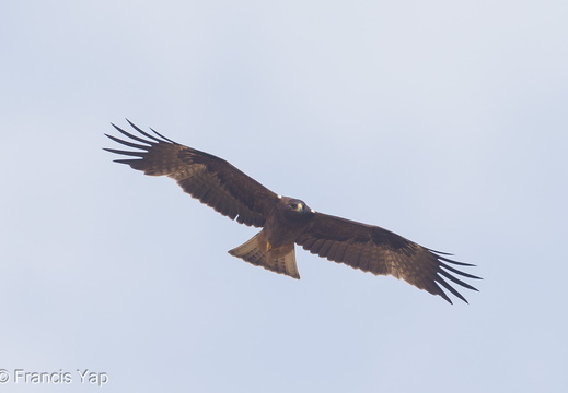 Booted Eagle - display this album Booted Eagle