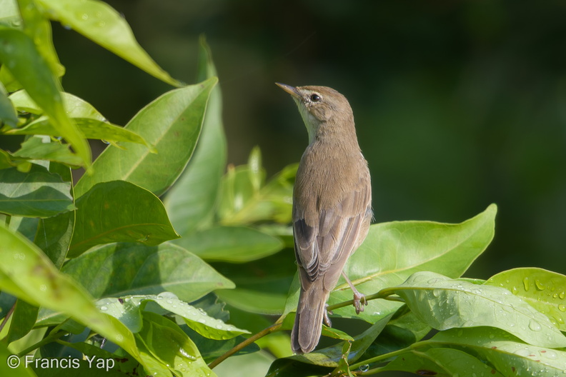 Booted_Warbler-171211-106ND500-FYP_4307-W.jpg