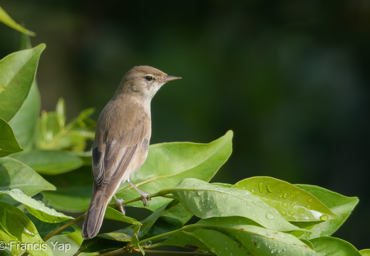 Booted Warbler - display this album Booted Warbler
