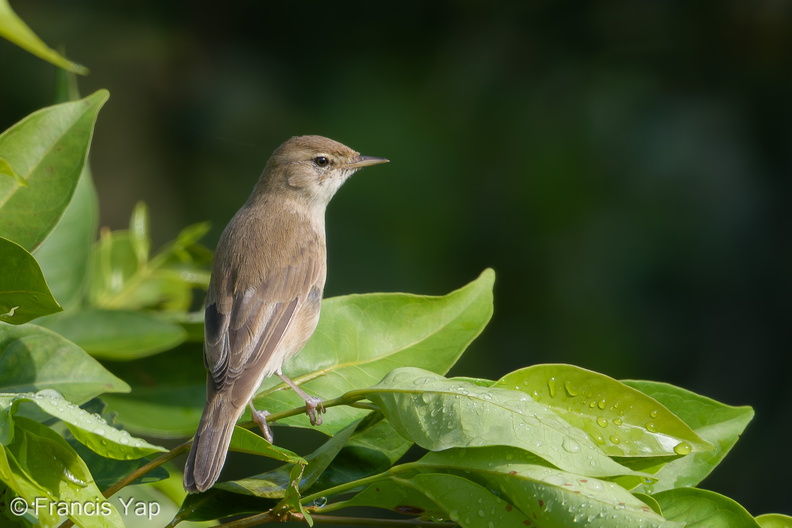 Booted_Warbler-171211-106ND500-FYP_4321-W.jpg