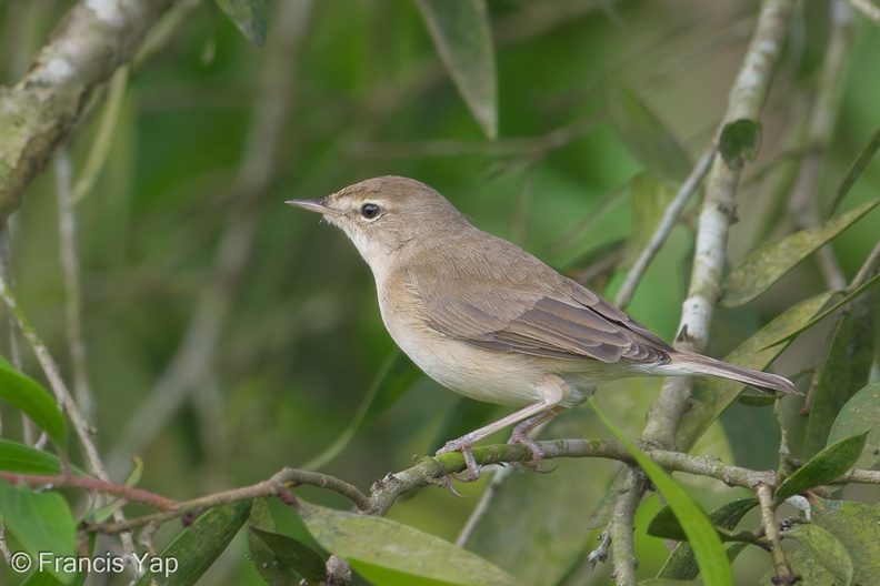 Booted_Warbler-180106-107ND500-FYP_5103-W.jpg