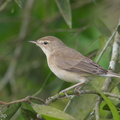 Booted_Warbler-180106-107ND500-FYP_5103-W.jpg