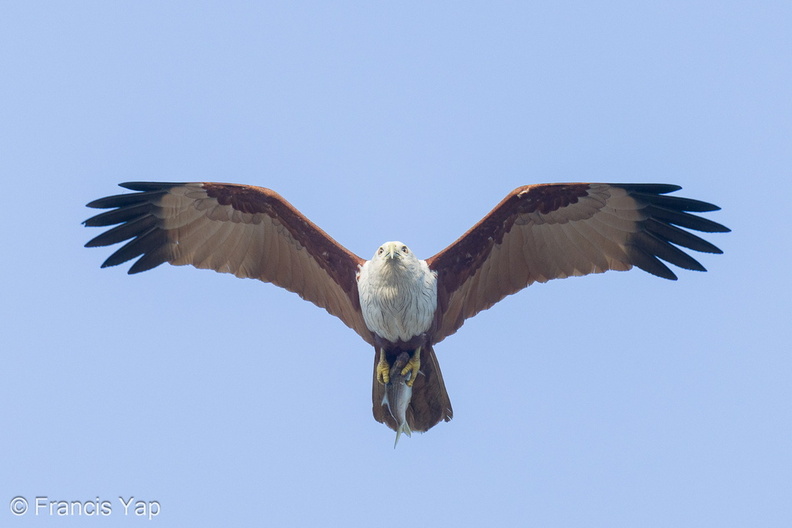 Brahminy_KIte-240319-219MSDCF-FYP06849-W.jpg