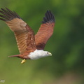 Brahminy_Kite-131124-111EOS1D-FY1X7492-W.jpg