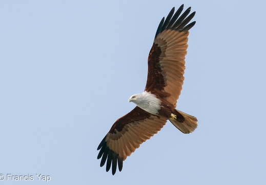 Brahminy Kite - display this album Brahminy Kite