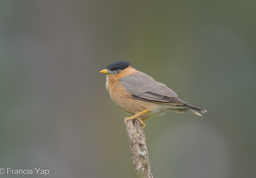 Brahminy Starling - display this album Brahminy Starling