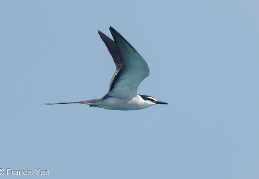 Bridled Tern
