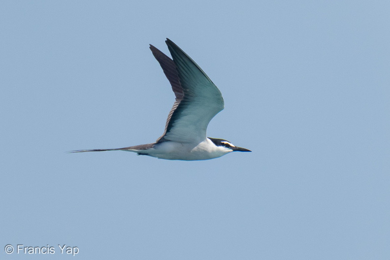 Bridled_Tern-260502-186FRYAP-FYA08689-W.jpg