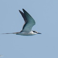 Bridled_Tern-260502-186FRYAP-FYA08689-W.jpg