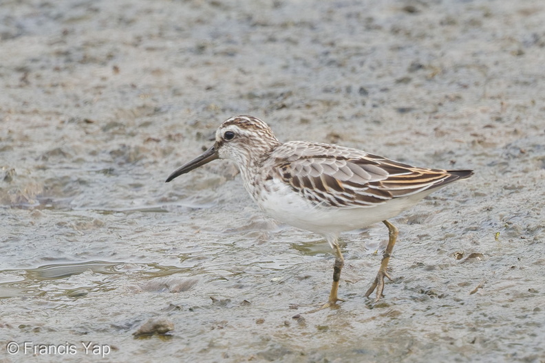 Broad-billed_Sandpiper-120916-113EOS1D-FYAP0894-W.jpg