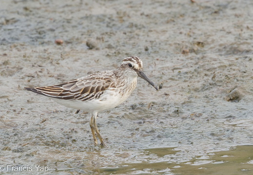 Broad-billed Sandpiper - display this album Broad-billed Sandpiper
