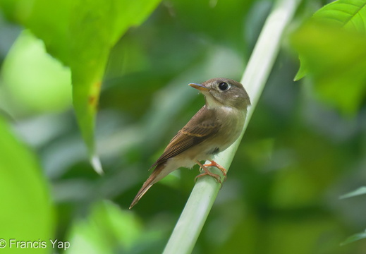 Brown-breasted Flycatcher - display this album Brown-breasted Flycatcher