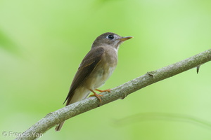 Brown-breasted Flycatcher-251019-127FRYAP-FYA00522-W.jpg