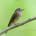 Brown-breasted_Flycatcher-251019-127FRYAP-FYA00522-W.jpg