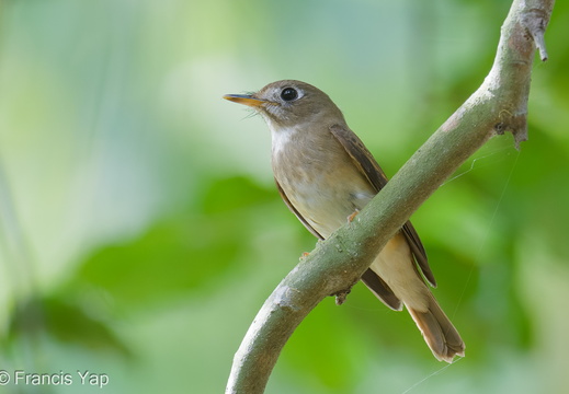Brown-breasted Flycatcher