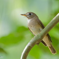 Brown-breasted_Flycatcher-251019-127FRYAP-FYA00867-W.jpg