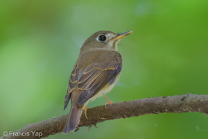 Brown-breasted Flycatcher-251019-127FRYAP-FYA01412-W.jpg