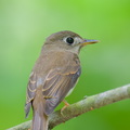 Brown-breasted_Flycatcher-251019-127FRYAP-FYA02107-W.jpg