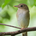 Brown-chested_Jungle_Flycatcher-111023-108EOS7D-IMG_7632-W.jpg