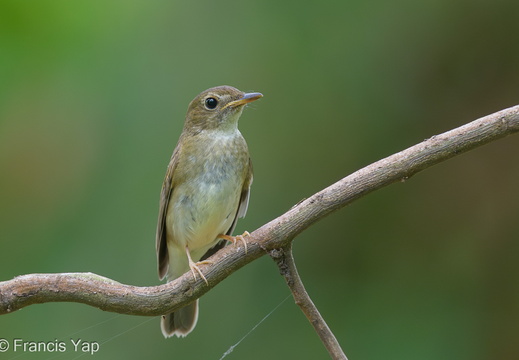 Brown-chested Jungle Flycatcher - display this album Brown-chested Jungle Flycatcher