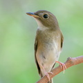 Brown-chested_Jungle_Flycatcher-191011-100MSDCF-FYP05716-W.jpg