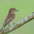 Brown-streaked_Flycatcher-220810-152MSDCF-FYP04205-W.jpg