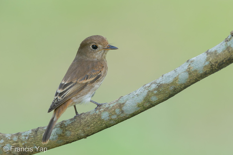 Brown-streaked_Flycatcher-220810-152MSDCF-FYP04453-W.jpg